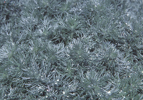 Полынь (Artemisia) Полынь (Artemisia)