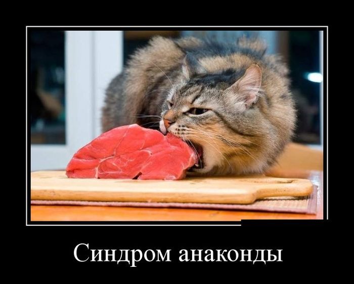 Демотиваторы юмор, демотиваторы