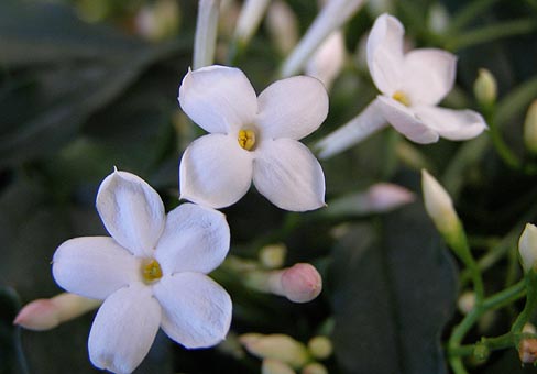 Жасмин (Jasminum) Жасмин (Jasminum)