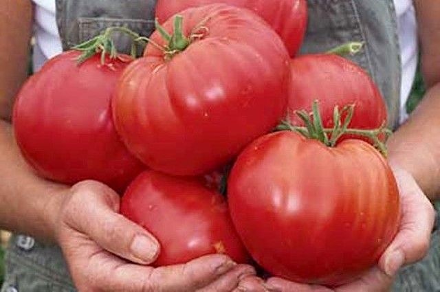 Уход за высокорослыми томатами