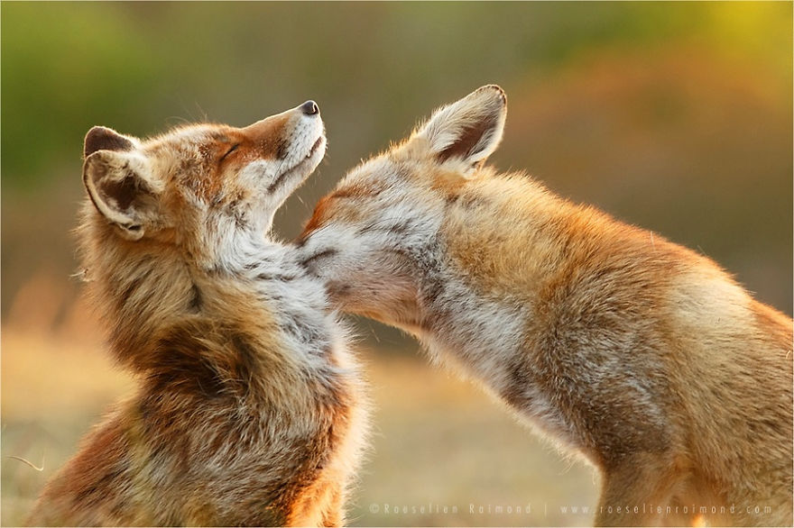 Foxy Love: Photographer Proves That Foxes Are Extremely Loving Creatures (11 Pics) Foxy Love: Photographer Proves That Foxes Are Extremely Loving Creatures (11 Pics)