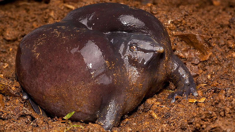 Странные фотографии самых странных лягушек на планете