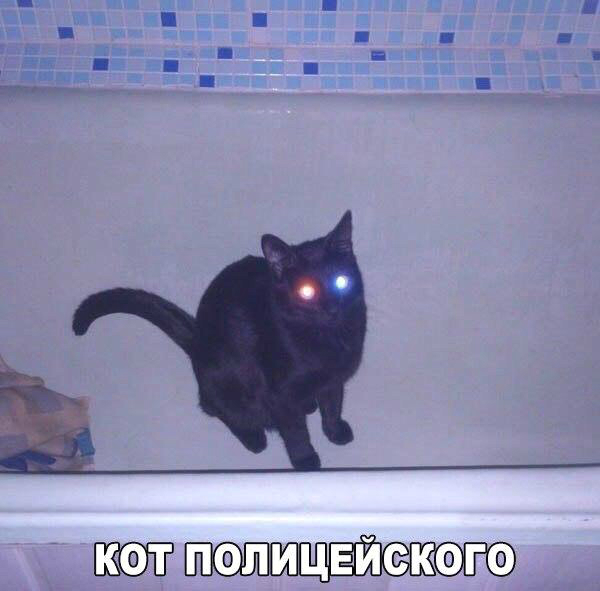 Пятничные котики)))