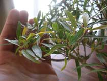 Фикус сбрасывает листья