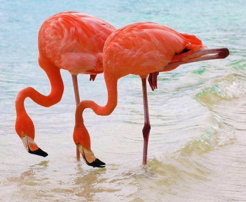 Розовый фламинго