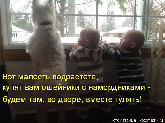 Лучшие котоматрицы недели (49 фото) Забавный котопост