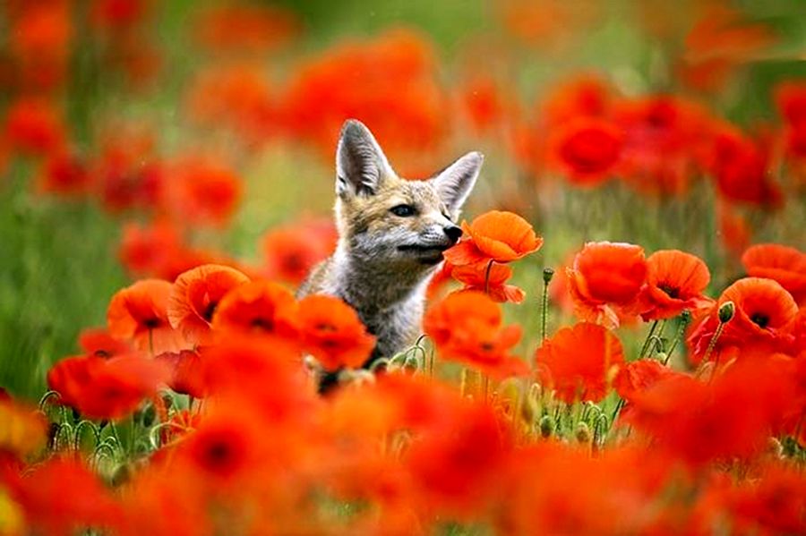 NewPix.ru - ������������ ���������� ��������