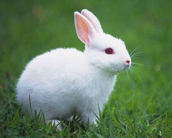 10 самых скандальных интернет-мистификаций и розыгрышей