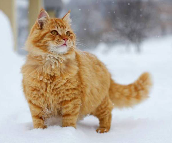 http://www.petshealth.ru/upload/medialibrary/68c/68cbb4ac37e832f837ac74fef2d3797d.jpg