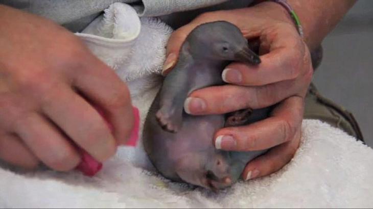 Крошечный и лысый: попробуйте угадать, что это за очаровательный малыш детеныш ехидны, как выглядят ехидны в детстве, маленькая ехидна