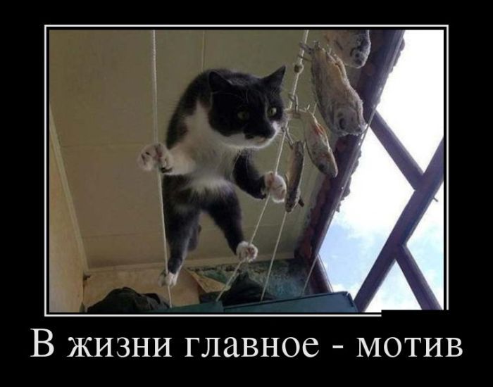 Демотиваторы юмор, демотиваторы