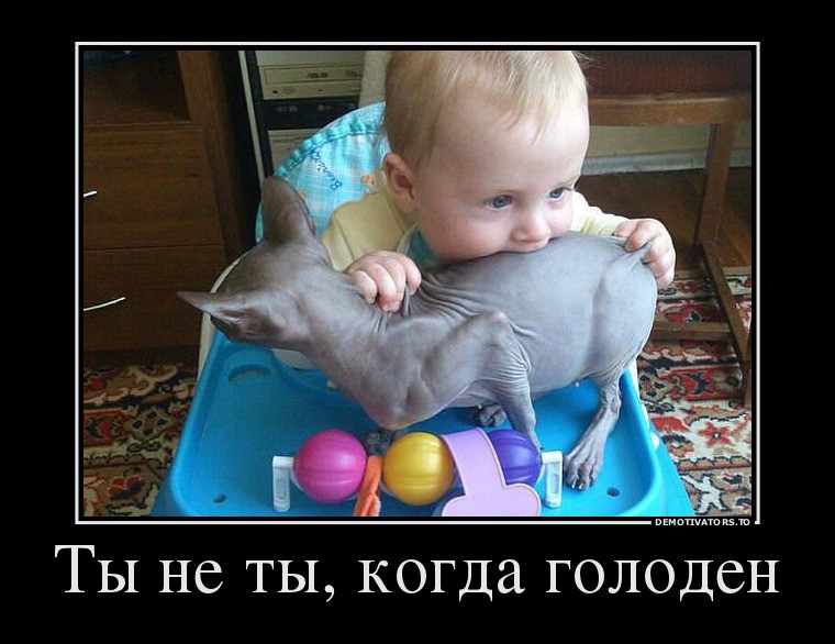 Ты не ты когда голоден! Ты не ты когда голоден, позитив, прикол, юмор