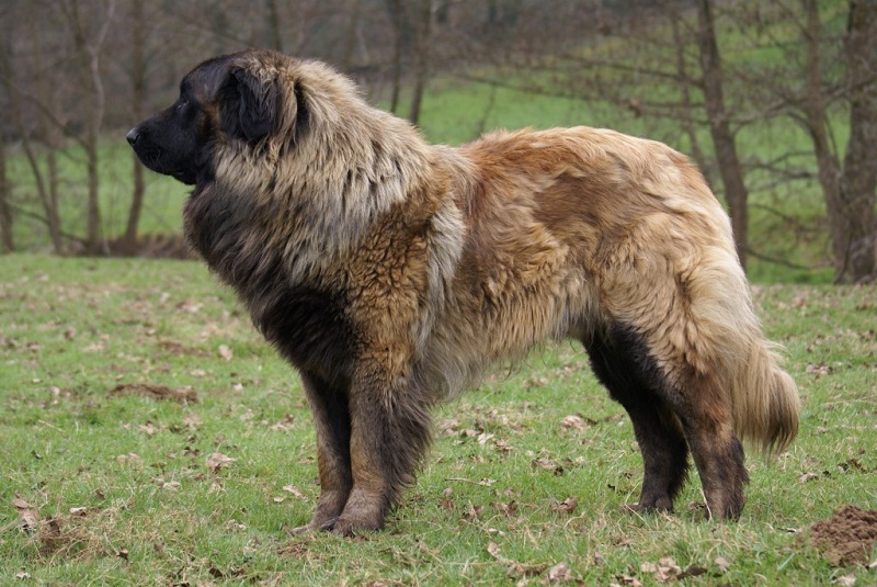 породы больших собак: Эштрельская (португальская горная) овчарка. фото
