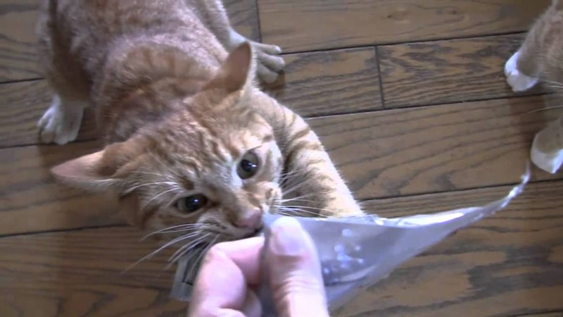 Уморительные морды котэ ДО и ВО ВРЕМЯ поедания ими разных продуктов О еде и настроении