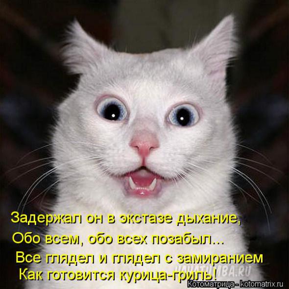 Котоматрицы (картинки с надписями)