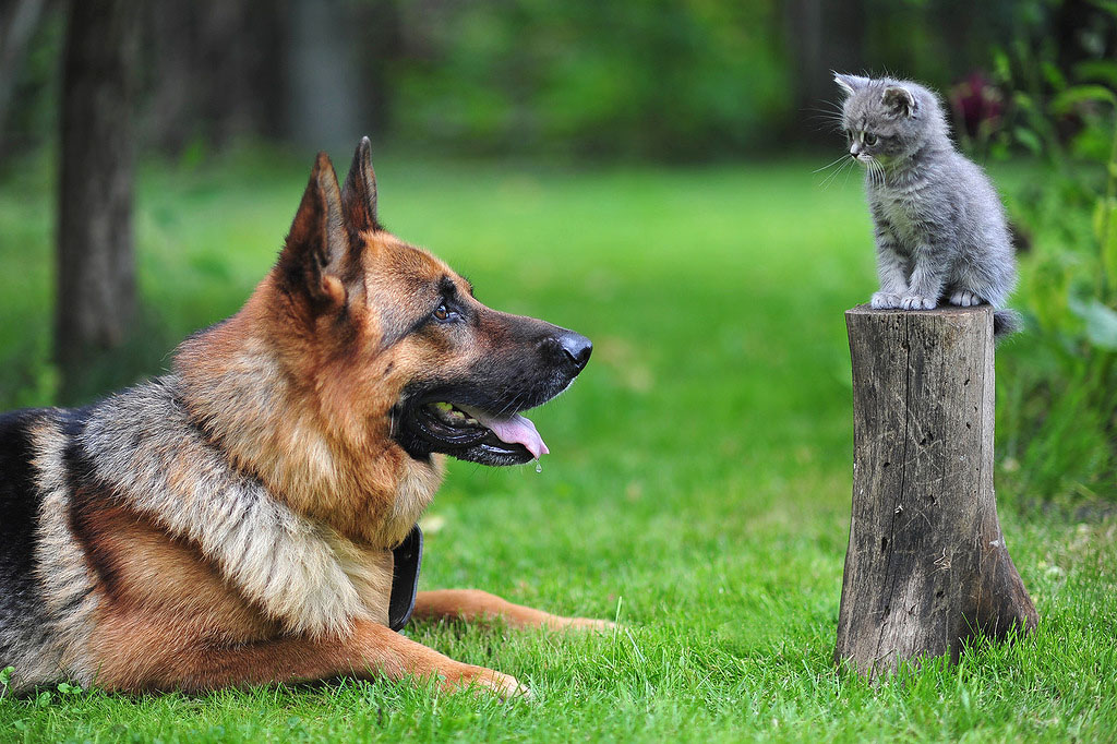 NewPix.ru - Отношения человека и кошки. Красивые фотографии кошек
