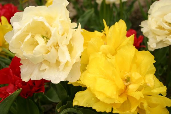 Роскошное цветение Махровых Ранних тюльпанов