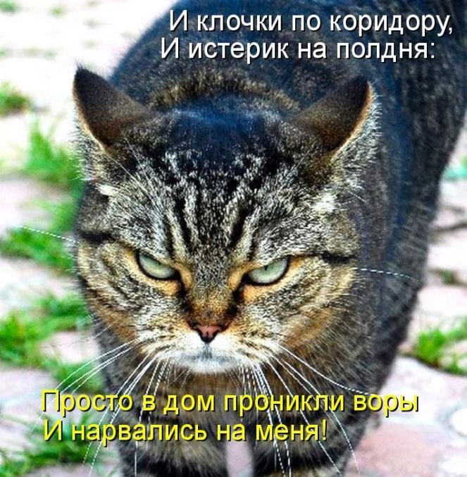 Котоматрица. Часть 2. (45 фото)