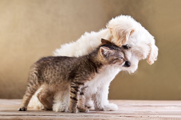 Ученые нашли много общего у собак и кошек. Фото: depositphotos.com