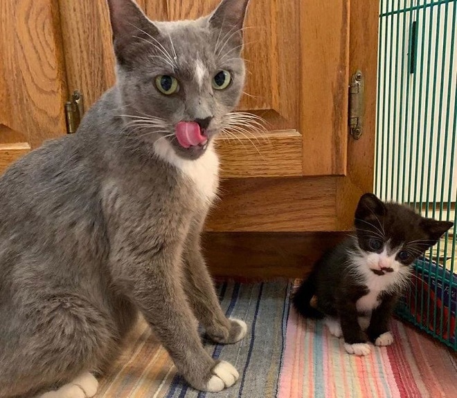 Котенок с кошкой Коты в доме