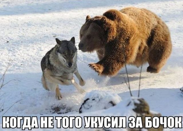 Подборка смешных фотографий и картинок с надписями Подборка смешных фотографий и картинок с надписями