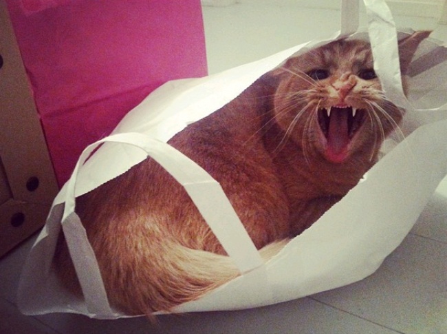 Животные, которые ни за что не отдадут свое) Животные, которые ни за что не отдадут свое)