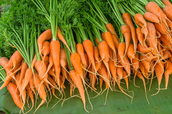 Пучковая морковь
