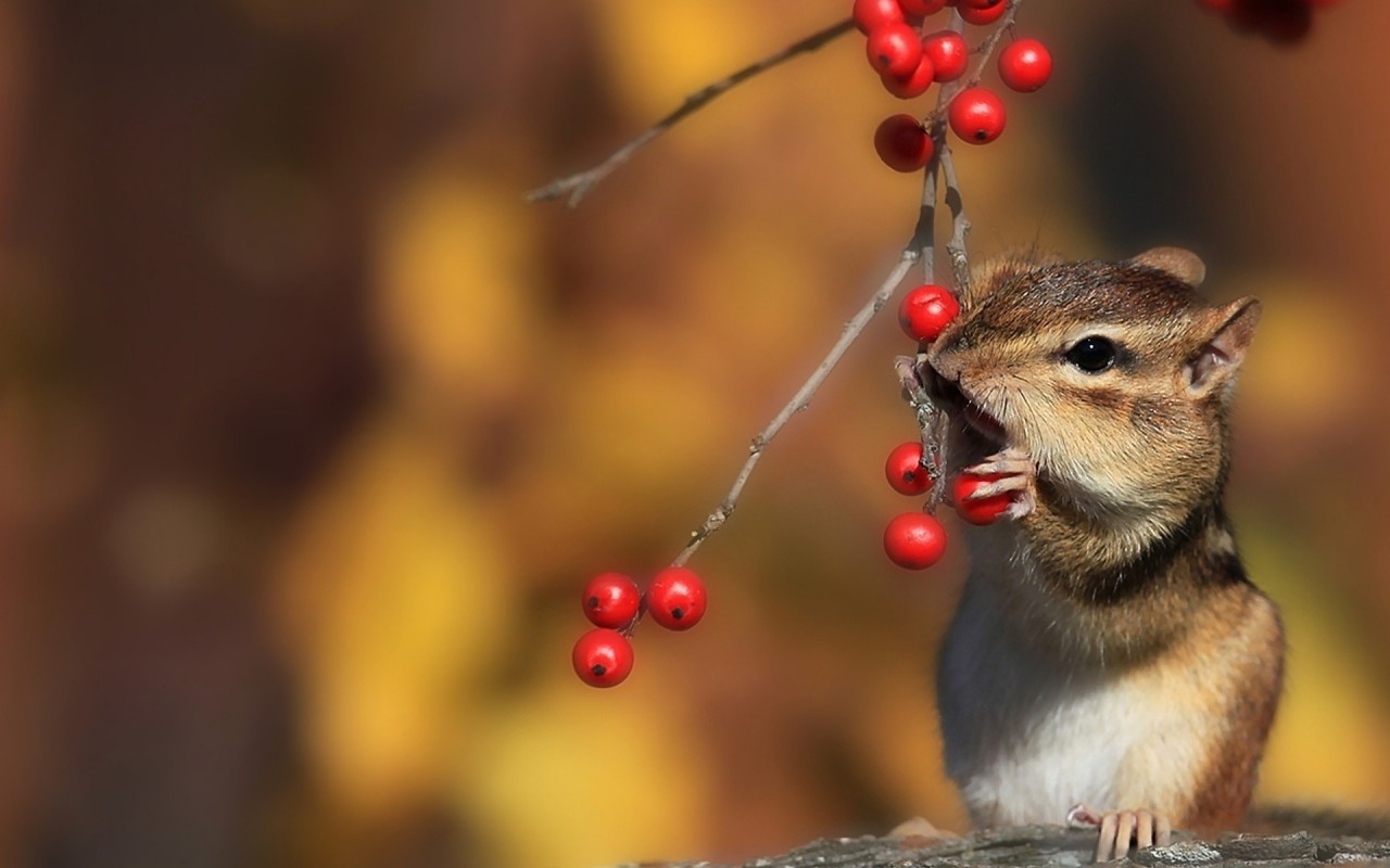 Вот как надо радоваться осени! животные, осень