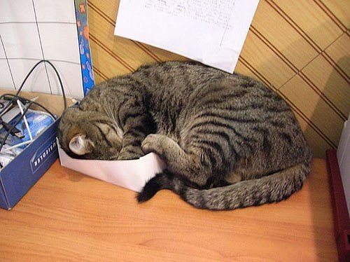Как спят коты и кошки Как спят коты и кошки...