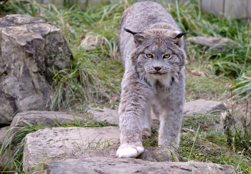 Канадская рысь ... | Animals wild, Animal photography, Wild cats