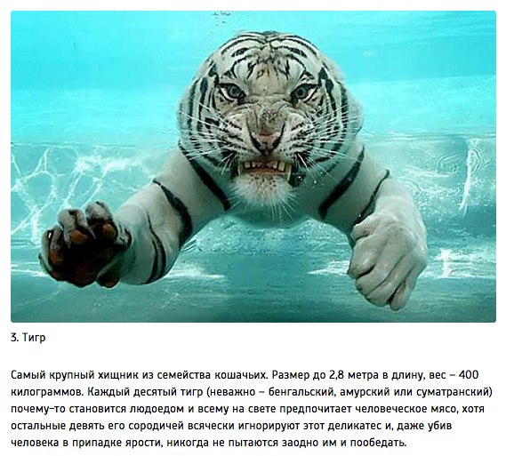 10 животных, которые могут тебя съесть 10 животных, которые могут тебя съесть