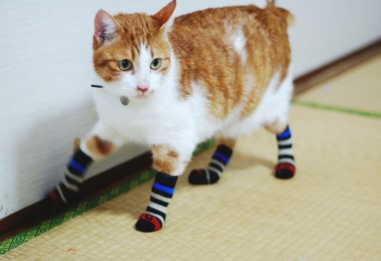 Как использовать котов в хозяйстве) Как использовать котов в хозяйстве)
