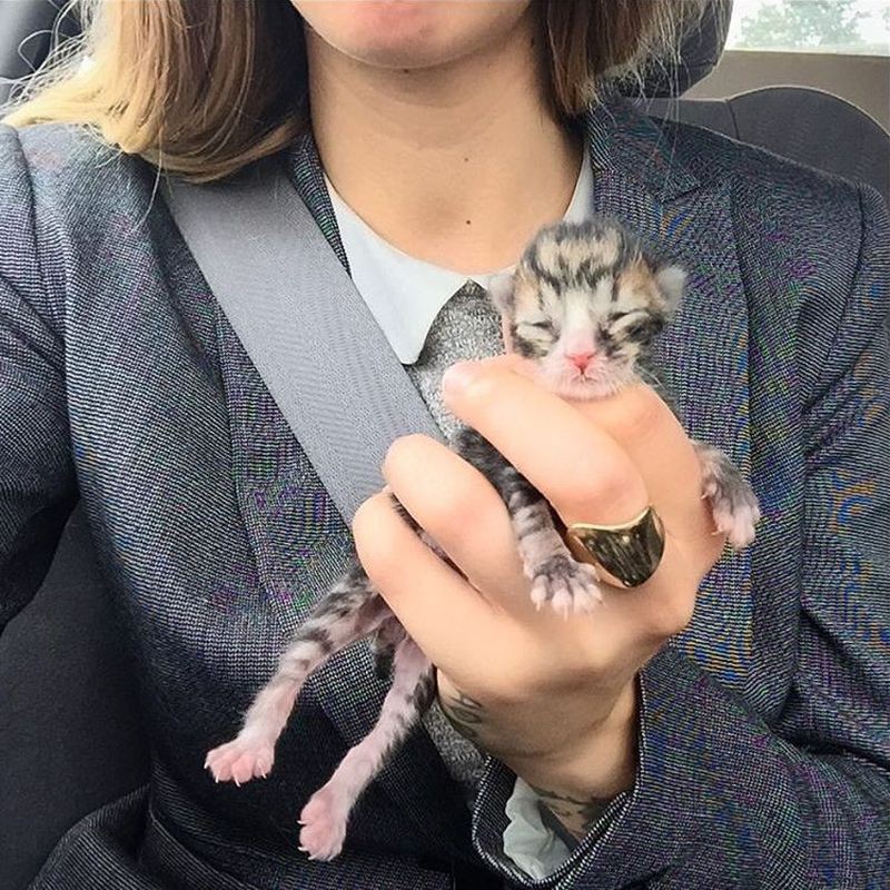 Она спасает котят