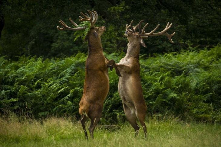 Самые смешные фотографии дикой природы 2018, Comedy Wildlife Photo Awards