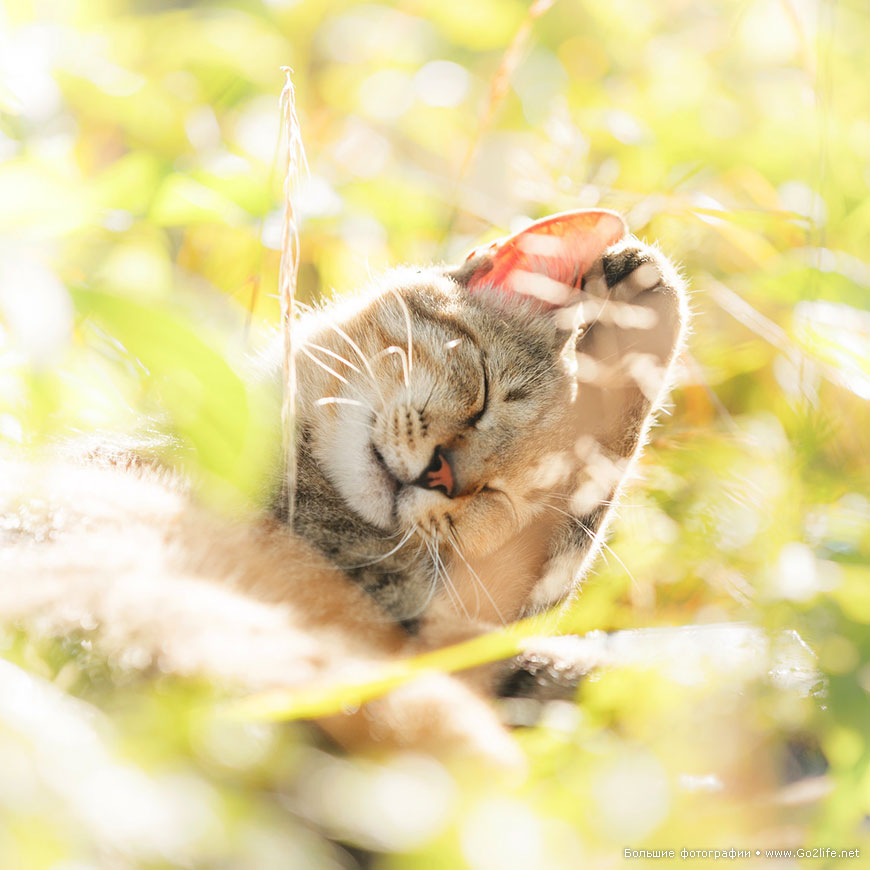 Солнечные кошки учат людей многому в любой момент их жизни - 2