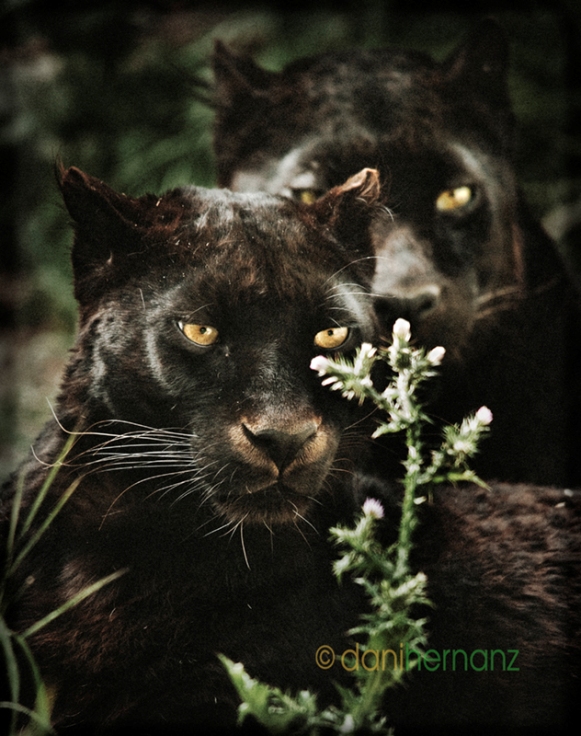 Две черные пантеры с желтыми глазами. Фото