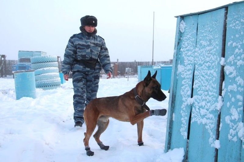 На службу в кинологическое подразделение УФСИН поступили бельгийские овчарки Малинуа, выведенные в Южной Корее путем клонирования Якутские зоны будут охранять южнокорейские клоны