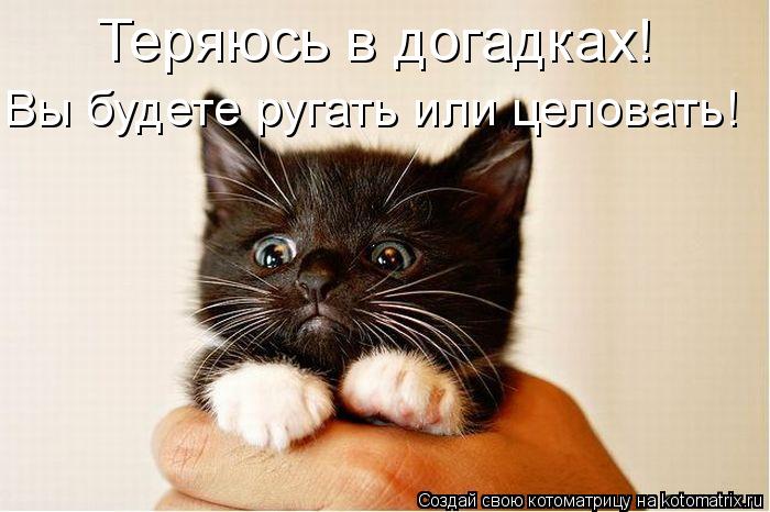 Пятничная котоматрица!