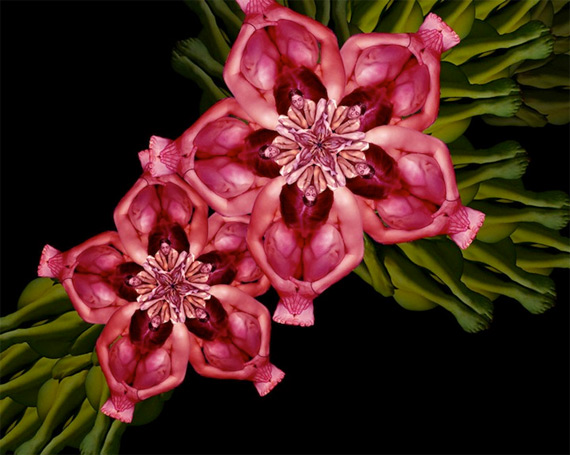 Сесилия Уэббер: Human Flowers