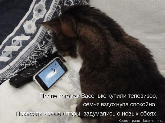 Лучшие котоматрицы недели (50 фото)