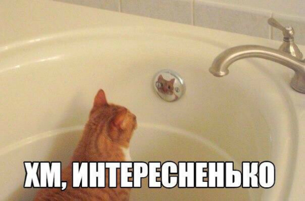 Пятничные котики)))