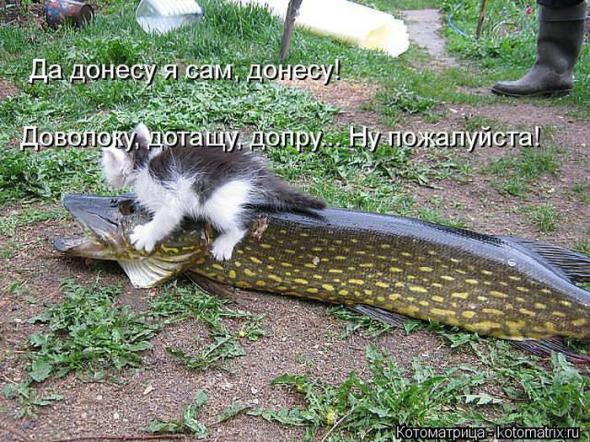 Котоматрицы (картинки с надписями)