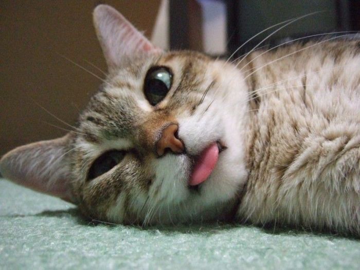 Смешные и просто красивые фотографии кошек (136 фото)