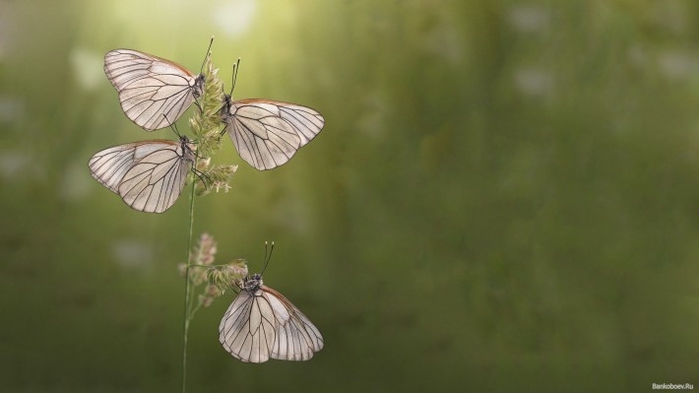 1392535781_krasivye-kartinki-na-rabochiy-stol-51 (700x393, 114Kb)