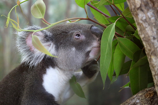 QUEENSLAND KOALA