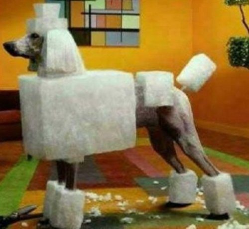 Необычные стрижки тайваньских собак (10 фото) Необычные стрижки тайваньских собак (10 фото)