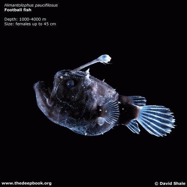 vpadina018