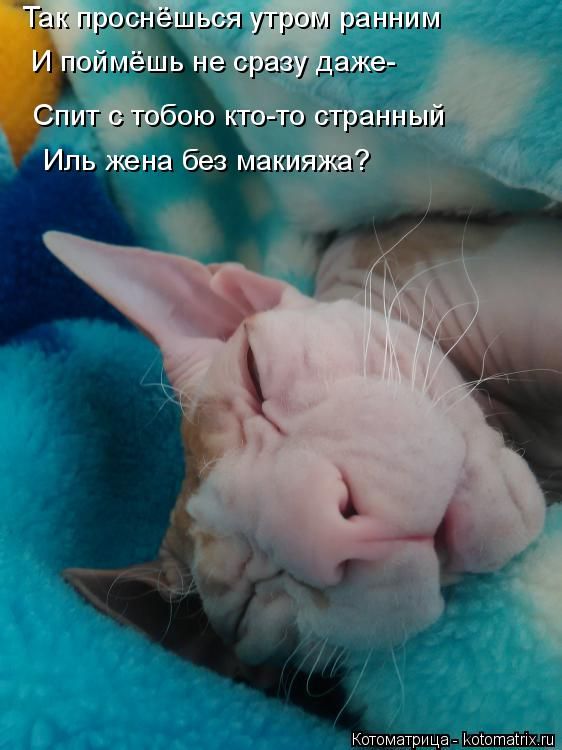 Лучшие котоматрицы недели (49 фото) Забавный котопост