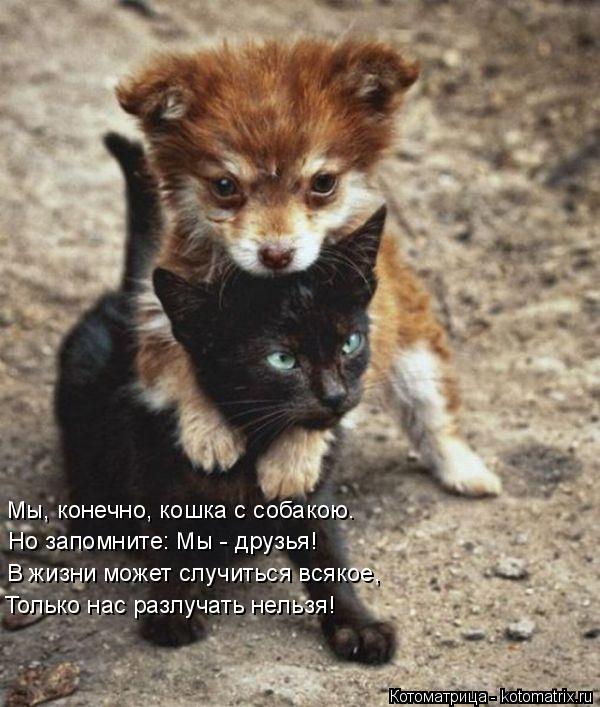 Котоматрица: Мы, конечно, кошка с собакою. Но запомните: Мы - друзья! В жизни может случиться всякое, Только нас разлучать нельзя!