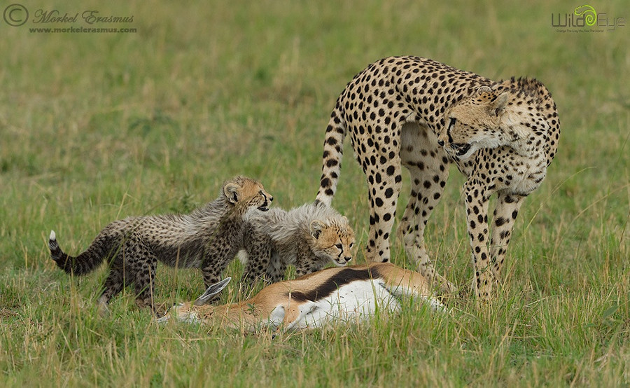 Кормление детей животные, природа, фото, фотограф